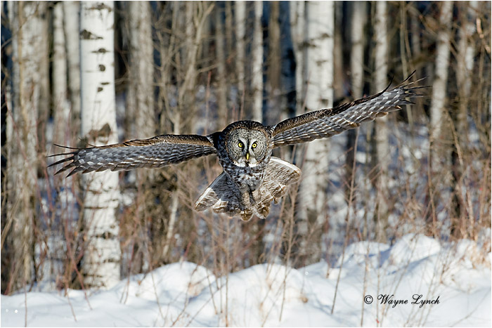 Hunting Great Gray Owl 141 by Dr. Wayne Lynch &copy;